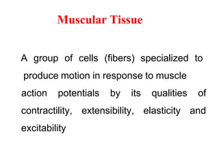 Muscular Tissue
A group of cells (fibers) specialized to
produce motion in response to muscle
action potentials by its qualities of
contractility, extensibility, elasticity and
excitability
 
