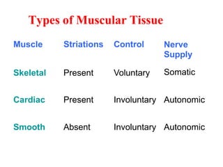 Types of Muscular Tissue
Muscle Striations Control Nerve
Supply
Skeletal Present Voluntary Somatic
Cardiac Present Involuntary Autonomic
Smooth Absent Involuntary Autonomic
 