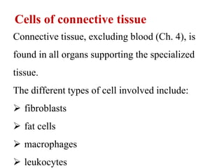 Cells of connective tissue
Connective tissue, excluding blood (Ch. 4), is
found in all organs supporting the specialized
tissue.
The different types of cell involved include:
 fibroblasts
 fat cells
 macrophages
 leukocytes
 
