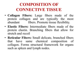 COMPOSITION OF
CONNECTIVE TISSUE
• Collagen Fibers: Large fibers made of the
protein collagen and are typically the most
abundant fibers. Promote tissue flexibility.
• Elastic Fibers: Intermediate fibers made of the
protein elastin. Branching fibers that allow for
stretch and recoil
• Reticular Fibers: Small delicate, branched fibers
that have same chemical composition of
collagen. Forms structural framework for organs
such as spleen and lymph nodes.
 