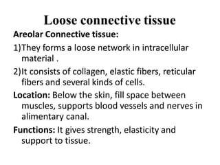 Loose connective tissue
Areolar Connective tissue:
1)They forms a loose network in intracellular
material .
2)It consists of collagen, elastic fibers, reticular
fibers and several kinds of cells.
Location: Below the skin, fill space between
muscles, supports blood vessels and nerves in
alimentary canal.
Functions: It gives strength, elasticity and
support to tissue.
 