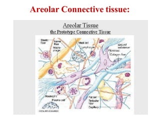 Areolar Connective tissue:
 