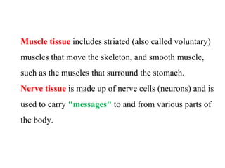 Muscle tissue includes striated (also called voluntary)
muscles that move the skeleton, and smooth muscle,
such as the muscles that surround the stomach.
Nerve tissue is made up of nerve cells (neurons) and is
used to carry "messages" to and from various parts of
the body.
 