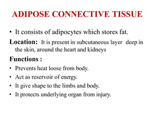 ADIPOSE CONNECTIVE TISSUE
• It consists of adipocytes which stores fat.
Location: It is present in subcutaneous layer deep in
the skin, around the heart and kidneys
Functions :
• Prevents heat loose from body.
• Act as reservoir of energy.
• It give shape to the limbs and body.
• It protects underlying organ from injury.
 