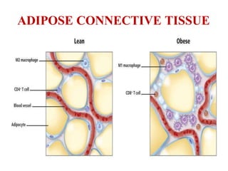 ADIPOSE CONNECTIVE TISSUE
 