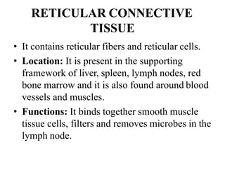 RETICULAR CONNECTIVE
TISSUE
• It contains reticular fibers and reticular cells.
• Location: It is present in the supporting
framework of liver, spleen, lymph nodes, red
bone marrow and it is also found around blood
vessels and muscles.
• Functions: It binds together smooth muscle
tissue cells, filters and removes microbes in the
lymph node.
 