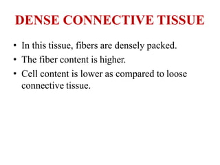DENSE CONNECTIVE TISSUE
• In this tissue, fibers are densely packed.
• The fiber content is higher.
• Cell content is lower as compared to loose
connective tissue.
 