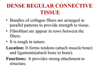 DENSE REGULAR CONNECTIVE
TISSUE
• Bundles of collagen fibers are arranged in
parallel patterns to provide strength to tissue.
• Fibroblast are appear in rows between the
fibers.
• It is tough in nature.
Location: It forms tendons (attach muscle bone)
and ligaments(attach bone to bone).
Functions: It provides strong attachment to
structure.
 