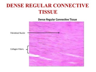 DENSE REGULAR CONNECTIVE
TISSUE
 