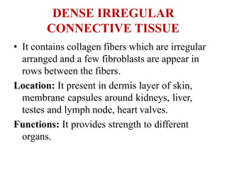 DENSE IRREGULAR
CONNECTIVE TISSUE
• It contains collagen fibers which are irregular
arranged and a few fibroblasts are appear in
rows between the fibers.
Location: It present in dermis layer of skin,
membrane capsules around kidneys, liver,
testes and lymph node, heart valves.
Functions: It provides strength to different
organs.
 