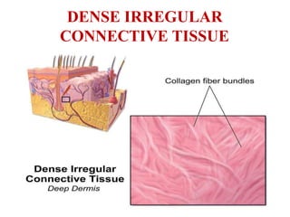 DENSE IRREGULAR
CONNECTIVE TISSUE
 