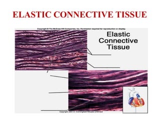 ELASTIC CONNECTIVE TISSUE
 