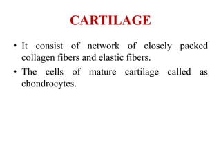 CARTILAGE
• It consist of network of closely packed
collagen fibers and elastic fibers.
• The cells of mature cartilage called as
chondrocytes.
 