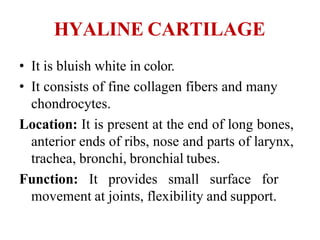 HYALINE CARTILAGE
• It is bluish white in color.
• It consists of fine collagen fibers and many
chondrocytes.
Location: It is present at the end of long bones,
anterior ends of ribs, nose and parts of larynx,
trachea, bronchi, bronchial tubes.
Function: It provides small surface for
movement at joints, flexibility and support.
 