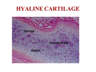 HYALINE CARTILAGE
 