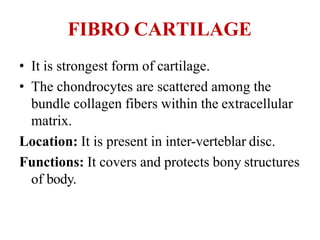 FIBRO CARTILAGE
• It is strongest form of cartilage.
• The chondrocytes are scattered among the
bundle collagen fibers within the extracellular
matrix.
Location: It is present in inter-verteblar disc.
Functions: It covers and protects bony structures
of body.
 