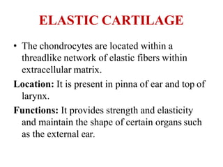 ELASTIC CARTILAGE
• The chondrocytes are located within a
threadlike network of elastic fibers within
extracellular matrix.
Location: It is present in pinna of ear and top of
larynx.
Functions: It provides strength and elasticity
and maintain the shape of certain organs such
as the external ear.
 