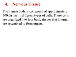4. Nervous Tissue
The human body is composed of approximately
200 distinctly different types of cells. These cells
are organized into four basic tissues that in turn,
are assembled to form organs.
 
