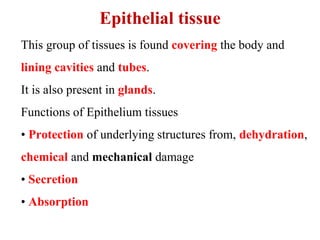 Epithelial tissue
This group of tissues is found covering the body and
lining cavities and tubes.
It is also present in glands.
Functions of Epithelium tissues
• Protection of underlying structures from, dehydration,
chemical and mechanical damage
• Secretion
• Absorption
 