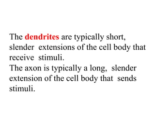 The dendrites are typically short,
slender extensions of the cell body that
receive stimuli.
The axon is typically a long, slender
extension of the cell body that sends
stimuli.
 