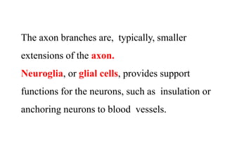 The axon branches are, typically, smaller
extensions of the axon.
Neuroglia, or glial cells, provides support
functions for the neurons, such as insulation or
anchoring neurons to blood vessels.
 