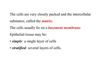 The cells are very closely packed and the intercellular
substance, called the matrix.
The cells usually lie on a basement membrane.
Epithelial tissue may be:
• simple: a single layer of cells
• stratified: several layers of cells.
 