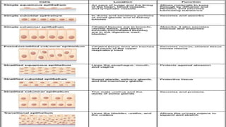 Anatomy visual data 3