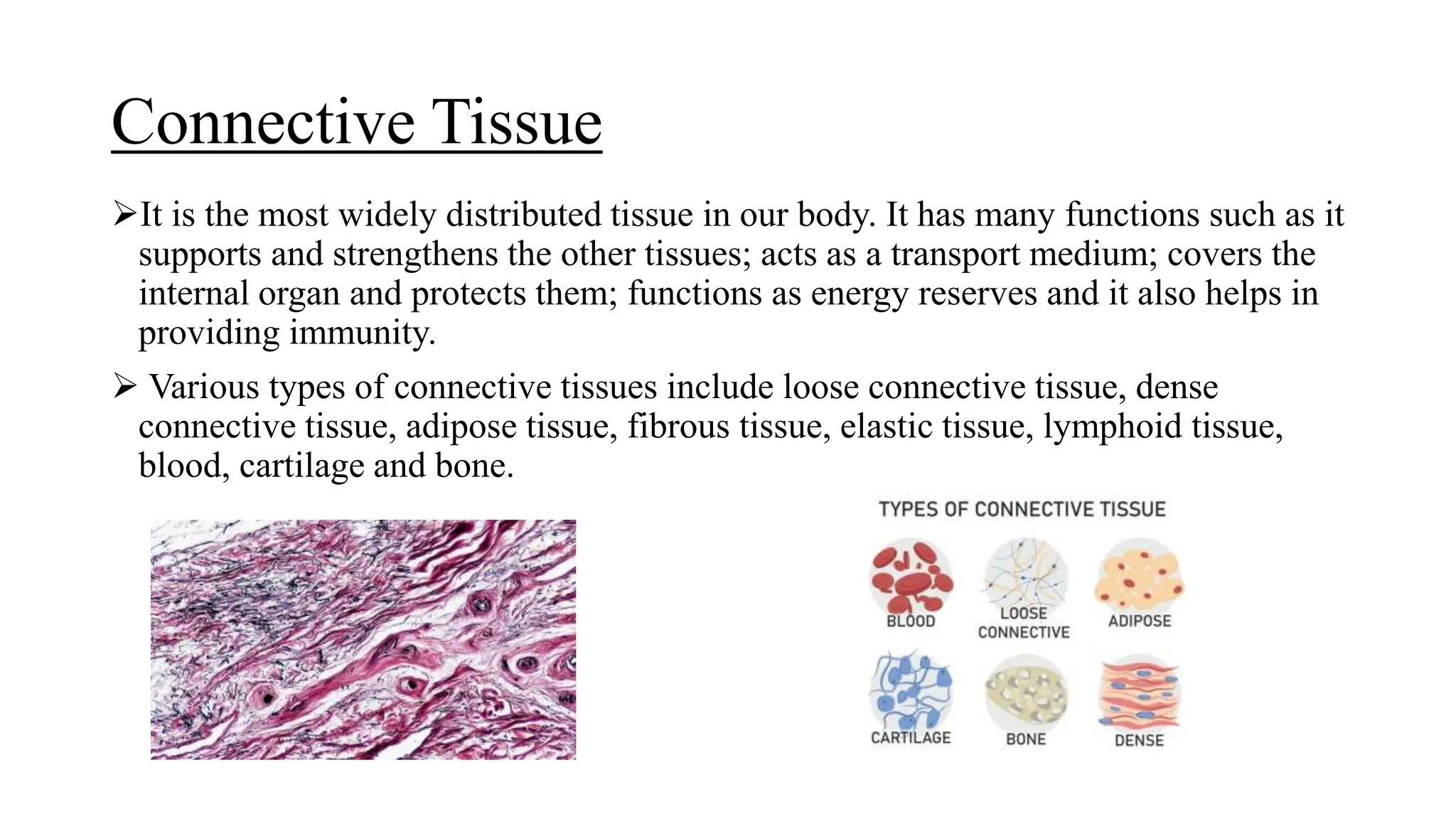 Different types of animal Tissues DMLT .pptx