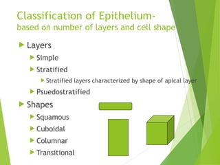 Presentation on Tissues (the medical kind) | PPT