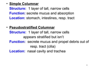 Cell tissue jdnrjirnrjrirnrnejennensnwnsnsnn.pptx