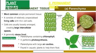 PLANT
TISSUES
2. PERMANENT
TISSUE
(i) SIMPLE PERMANENT TISSUE
• Most common simple permanent tissue.
• It consists of relatively unspecialised
living cells with thin cell walls.
• Cells are usually loosely arranged,
creating large intercellular
spaces.
• It generally stores food.
Chlorenchyma
Aerenchyma
• Parenchyma containing chlorophyll.
• It performs photosynthesis.
• Parenchyma with large air cavities.
• Found in aquatic plants to help them float.
 