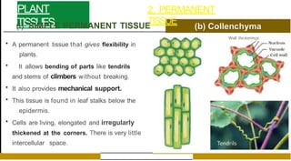 PLANT
TISSUES
2. PERMANENT
TISSUE
(i) SIMPLE PERMANENT TISSUE
• A permanent tissue that gives flexibility in
plants.
• It allows bending of parts like tendrils
and stems of climbers without breaking.
• It also provides mechanical support.
• This tissue is found in leaf stalks below the
epidermis.
• Cells are living, elongated and irregularly
thickened at the corners. There is very little
intercellular space.
Wall thickenings
 