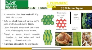PLANT
TISSUES
2. PERMANENT
TISSUE
(i) SIMPLE PERMANENT TISSUE
• It makes the plant hard and stiff. E.g.,
Husk of a coconut.
• Cells are dead, long and narrow as the
walls are thickened due to lignin.
• Often the walls are so thick that there
is no internal space inside the cell.
• Found in stems, around vascular
bundles, in leaf veins and hard
covering of seeds and nuts.
• It provides strength to the plant parts.
Sclerenchyma
Thick UghlRcd
walls
transve.-se !,,ection
Narrow
lumen
Llgntficd
thick wall
longitudinal
section
 