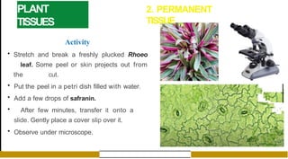 PLANT
TISSUES
2. PERMANENT
TISSUE
Activity
• Stretch and break a freshly plucked Rhoeo
leaf. Some peel or skin projects out from
the cut.
• Put the peel in a petri dish filled with water.
• Add a few drops of safranin.
• After few minutes, transfer it onto a
slide. Gently place a cover slip over it.
• Observe under microscope.
-�.
.
'
:
,t•
r·
.
I .
,
l
.·
·-
.l
: -;J
 