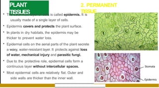 PLANT
TISSUES
2. PERMANENT
TISSUE
• The outermost layer of cells is called epidermis. It is
usually made of a single layer of cells.
• Epidermis covers and protects the plant surface.
• In plants in dry habitats, the epidermis may be
thicker to prevent water loss.
• Epidermal cells on the aerial parts of the plant secrete
a waxy, water-resistant layer. It protects against loss
of water, mechanical injury and parasitic fungi.
• Due to the protective role, epidermal cells form a
continuous layer without intercellular spaces.
• Most epidermal cells are relatively flat. Outer and
side walls are thicker than the inner wall.
 