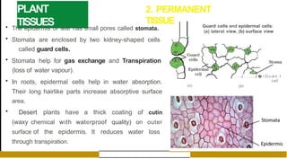 PLANT
TISSUES
2. PERMANENT
TISSUE
• The epidermis of leaf has small pores called stomata.
• Stomata are enclosed by two kidney-shaped cells
called guard cells.
• Stomata help for gas exchange and Transpiration
(loss of water vapour).
• In roots, epidermal cells help in water absorption.
Their long hairlike parts increase absorptive surface
area.
• Desert plants have a thick coating of cutin
(waxy chemical with waterproof quality) on outer
surface of the epidermis. It reduces water loss
through transpiration.
Guard cells and epidermal cells:
(a) lateral view, (b) surface view
. . . J . . . . . . J -
� G u a n . l
cell
(bl
(a)
 