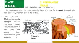 PLANT
TISSUES
2. PERMANENT
TISSUE
• The outer layer of a tree branch differs from that of a young stem.
• As plants grow older, the outer protective tissue changes, forming cork (layers of cells
from secondary meristem cells in the cortex}.
• Cells of cork
are
dead and compactly
Cork cells
arranged
intercellular
without
spaces.
Theyhavesuberin in
their walls that
them
gase
s
makes
. .
Imperv1ous to
and water.
Ruplured epidermis
Protective
tissue
l:l;irk
. - " - - - - - 1
Llvtng phlucm
1 - - - v . : i s c u b r
cambium
 