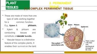 PLANT
TISSUES
2. PERMANENT
TISSUE
(ii) COMPLEX PERMANENT TISSUE
• These are made of more than one
type of cells working together
for a common function.
E.g., Xylem & phloem.
• Xylem & phloem are
conducting tissues and
constitute a vascular bundle.
• Vascular tissue is a distinctive
feature of the complex plants. It
enables their survival on the land.
Thick-walled
cells that
add
mechanical
strength to
the stem
 