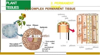 PLANT
TISSUES
2. PERMANENT
TISSUE
�.,�,l'd1
:'�ltfilri
.... ) Thick-walled
cells that
add
mechanical
strength to
the stem
(ii) COMPLEX PERMANENT TISSUE
epidermis
corlex
pith
cambium
xylem ' phloem
xylem phloem
cambium
 