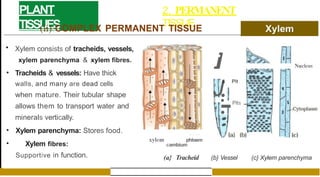 PLANT
TISSUES
2. PERMANENT
TISSUE
(ii) COMPLEX PERMANENT TISSUE
• Xylem consists of tracheids, vessels,
xylem parenchyma & xylem fibres.
• Tracheids & vessels: Have thick
walls, and many are dead cells
when mature. Their tubular shape
allows them to transport water and
minerals vertically.
• Xylem parenchyma: Stores food.
• Xylem fibres:
Supportive in function.
- , - -
xylem phloem
cambium
(a} Tracheid
.il
J
Nucleus
Pit
•
l
• Pits
•
-
•
(b} Vessel (c} Xylem parenchyma
 