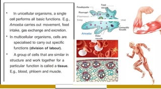 • In unicellular organisms, a single
cell performs all basic functions. E.g.,
Amoeba carries out movement, food
intake, gas exchange and excretion.
• In multicellular organisms, cells are
specialised to carry out specific
functions (division of labour).
• A group of cells that are similar in
structure and work together for a
particular function is called a tissue.
E.g., blood, phloem and muscle.
Food
vacuole
Plasmasol-,-=----
Ectop ., Uroid
Amoeba
Water
vacuole
 