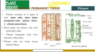 PLANT
TISSUES
2. PERMANENT
TISSUE
(ii) COMPLEX PERMANENT TISSUE
• Phloem consists of 5 types of
cells: sieve cells, sieve tubes,
companion cells, phloem fibres
& phloem parenchyma.
• Sieve tubes are tubular cells with
perforated walls.
• Phloem transports food from
leaves to other parts.
• Phloem cells are living except
phloem fibres. xylem phloem
cambium
l Q:!A
� �·!$1:tll(i r+-
� Sieve
plate
��- Steve tube
Phloem
parenchyma
Companion
cell
Section of phloem
 