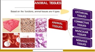 ANIMAL TISSUES
Based on the functions, animal tissues are 4 types
::
�
 