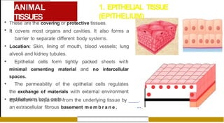 ANIMAL
TISSUES
1. EPITHELIAL TISSUE
(EPITHELIUM)
• These are the covering or protective tissues.
• It covers most organs and cavities. It also forms a
barrier to separate different body systems.
• Location: Skin, lining of mouth, blood vessels; lung
alveoli and kidney tubules.
• Epithelial cells form tightly packed sheets with
minimal cementing material and no intercellular
spaces.
• The permeability of the epithelial cells regulates
the exchange of materials with external environment
and between body parts.
• • • • • •
•
• Epithelium is separated from the underlying tissue by .
an extracellular fibrous basement m e m b r a n e . --. ,
 
