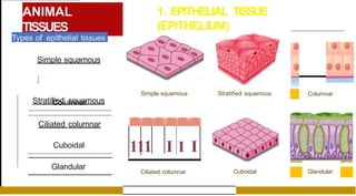 ANIMAL
TISSUES
1. EPITHELIAL TISSUE
(EPITHELIUM)
Types of epithelial tissues
Simple squamous
]
Stratified squamous
Columnar
Ciliated columnar
Cuboidal
Simple squamous
111 I I I
Ciliated columnar
Stratified squamous Columnar
Glandular
Cuboidal Glandular
 