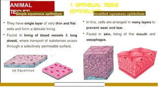 ANIMAL
TISSUES
1. EPITHELIAL TISSUE
(EPITHELIUM)
Simple squamous epithelium
• They have single layer of very thin and flat
eelIs and form a delicate lining.
• Found in lining of blood vessels & lung
alveoli, where transport of substances occurs
through a selectively permeable surface.
(a) Squamous
Stratified squamous epithelium
• In this, cells are arranged in many layers to
prevent wear and tear.
• Found in skin, lining of the mouth and
oesophagus.
 