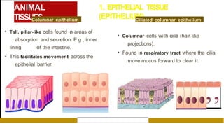 ANIMAL
TISSUES
1. EPITHELIAL TISSUE
(EPITHELIUM)
Columnar epithelium
• Tall, pillar-like cells found in areas of
absorption and secretion. E.g., inner
lining of the intestine.
• This facilitates movement across the
epithelial barrier.
Ciliated columnar epithelium
• Columnar cells with cilia (hair-like
projections).
• Found in respiratory tract where the cilia
move mucus forward to clear it.
,,
 