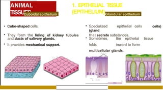ANIMAL
TISSUES
1. EPITHELIAL TISSUE
(EPITHELIUM)
Cuboidal epithelium
• Cube-shaped cells. • Specialized epithelial cells
(gland
cells)
• They form the lining of kidney tubules that secrete substances.
and ducts of salivary glands.
• It provides mechanical support.
• Sometimes, the epithelial tissue
folds inward to form
multicellular glands.
Glandular epithelium
- O f f l
•
-
- cu....,,,..
. . . . � -4._IWCJllfti. . . . . - .
 