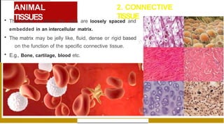 ANIMAL
TISSUES
2. CONNECTIVE
TISSUE
• The tissue in which the cells are loosely spaced and
embedded in an intercellular matrix.
• The matrix may be jelly like, fluid, dense or rigid based
on the function of the specific connective tissue.
• E.g., Bone, cartilage, blood etc.
 