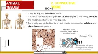 ANIMAL
TISSUES
2. CONNECTIVE
TISSUE
BONE
• It is a strong and nonflexible tissue.
• It forms a framework and gives structural support to the body, anchors
the muscles and protects vital organs.
.

�...,-.
.-' . ,.., 
�(� ,
,
�,•I { ' I
. '' .- �<-'  .. ,,
'
- "
• Bone cells are embedded in a hard matrix composed of calcium and
phosphorus compounds.
Haversian c:anal
(contains blood vessels
and nerve fibres)
)
'
I
'1
·-,
Compact Bone
"
anaJlculus (contaJns
slender process of bone
cell or osteocyte)
 